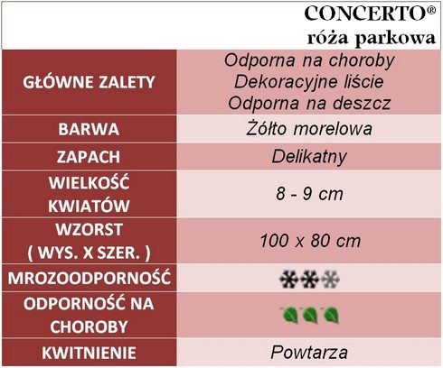 Concerto róża parkowa